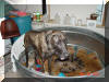 Great Dane Puppies , Great Danes for Sale , Great Dane Breeders